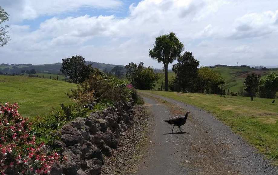 Turkey crossing a driveway